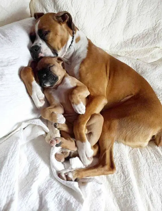 Boxer Dog and puppy sleeping beside each other on the bed