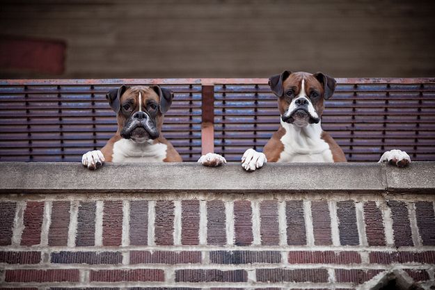 two Boxer dogs looking down from the balcony