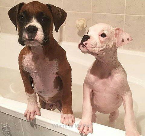 two Boxer Dog having a bath in the bathtub