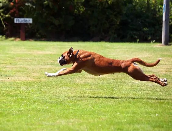 A Boxer Dog jumping in the yard