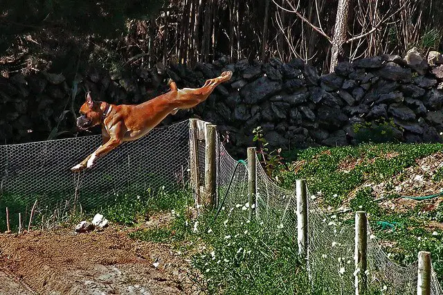 A Boxer Dog jumping over the fence