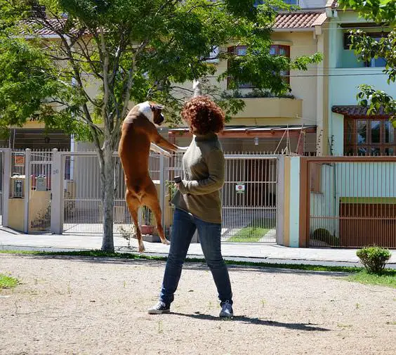 A Boxer Dog jumping next to the woman at the park