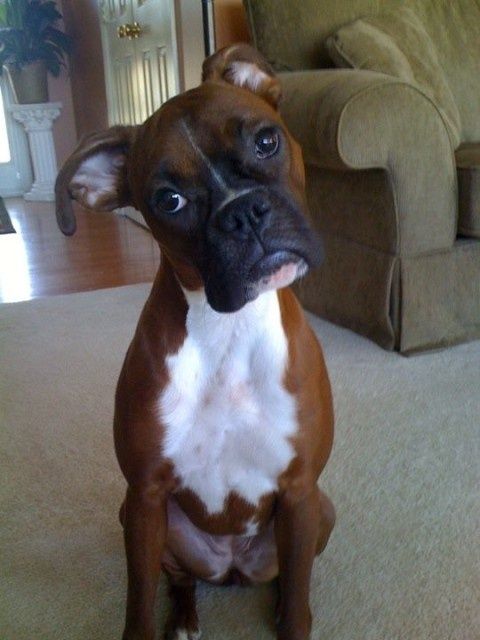 Boxer dog sitting on the carpet while tilting its head