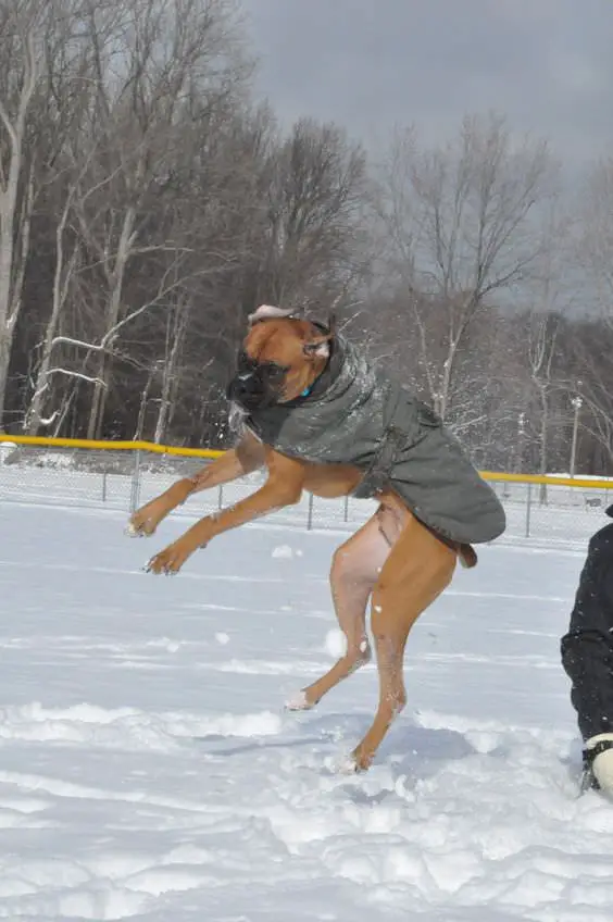 A Boxer Dog wearing a jacker while jumping in snow