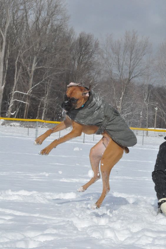A Boxer Dog wearing a jacker while jumping in snow