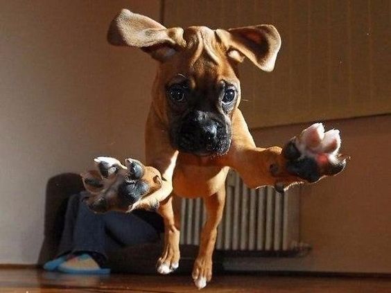 A jumping Boxer Dog
