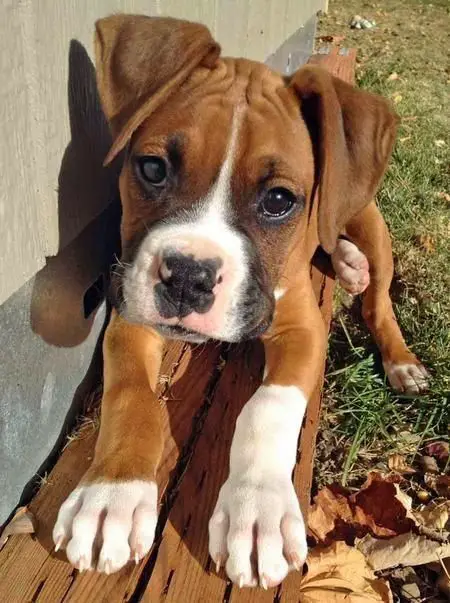 Boxer puppy lying on the laid wood in the yard while under the sun