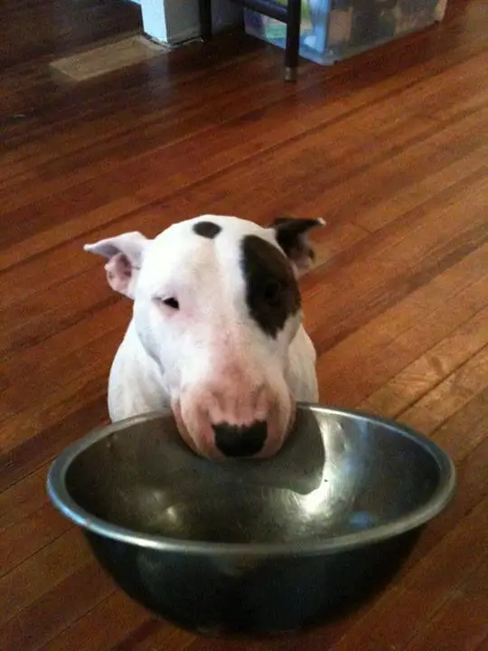 English Bull Terrier dog carrying a stainless bowl on its mouth
