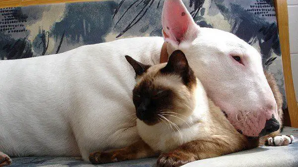 English Bull Terrier lying on the floor with its face on the cat
