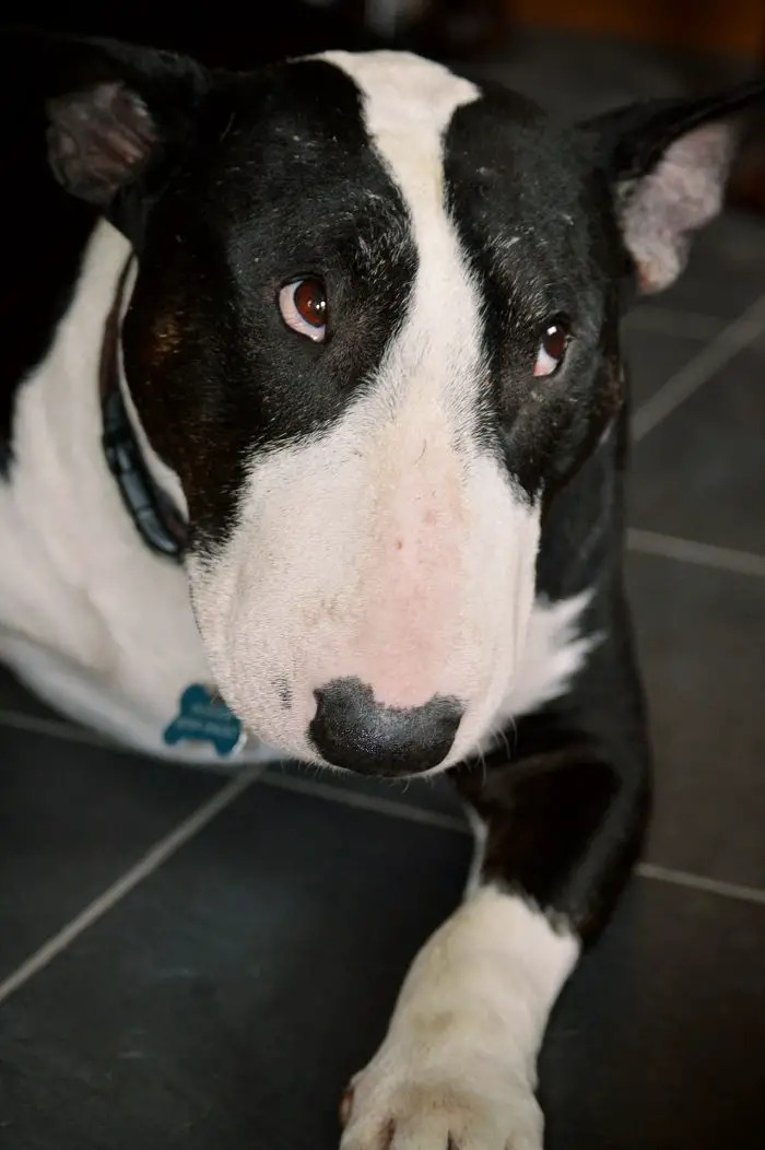 English Bull Terrier lying on the floor with its begging face