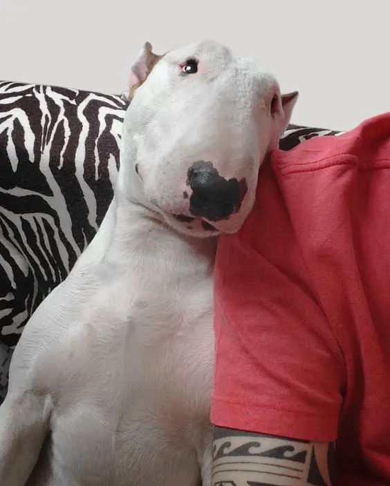 English Bull Terrier sitting on the beside its owners shoulder