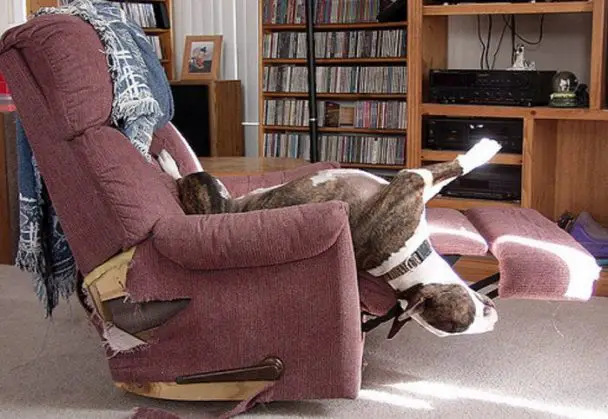 English Bull Terrier lying upside down on the chair with its upper body almost falling on the floor