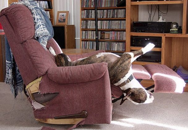 English Bull Terrier lying upside down on the chair with its upper body almost falling on the floor