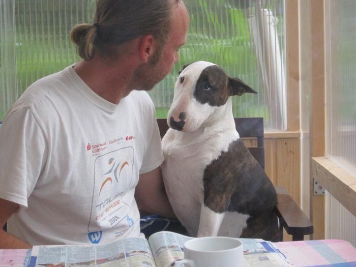 English Bull Terrier sitting on the chair beside its owner