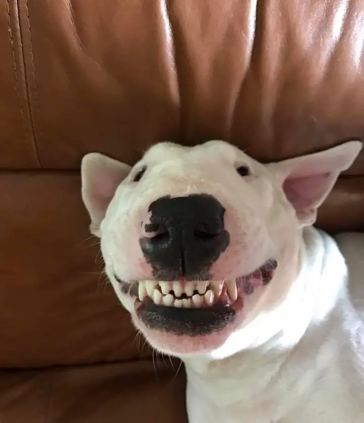 smiling face of English Bull Terrier while lying on the couch