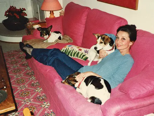 Audrey Hepburn sitting comfortably on the couch with her three Jack Russells