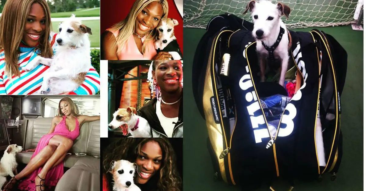 collage photo of Serena Williams with her Jack Russell