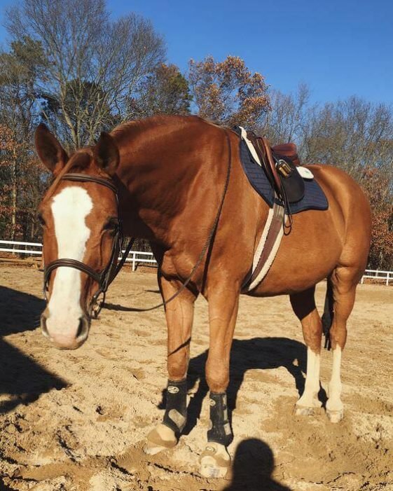 90 Chestnut Horse Names The Paws