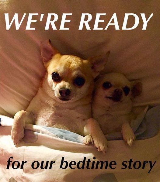 two Chihuahuas in bed with text 