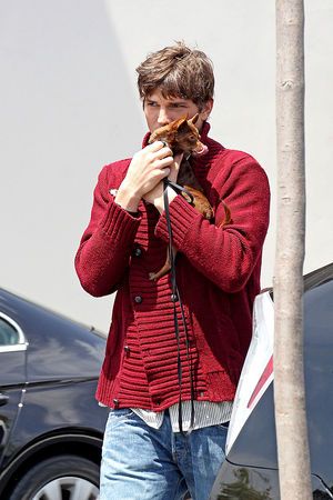 Ashton Kutcher holding while kissing his Chihuahua