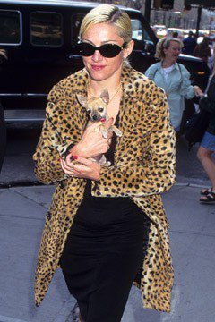 Madonna walking in the street holding her tiny Chihuahua