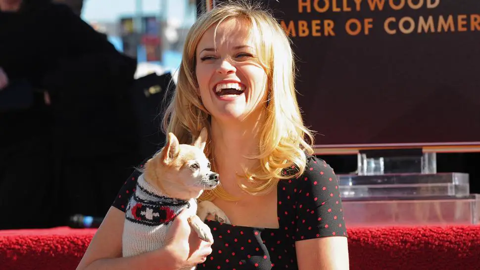 Reese Witherspoon laughing while holding her Chihuahua