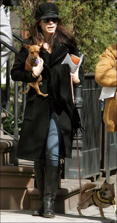 Sandra Bullock walking in the street while carrying her Chihuahua