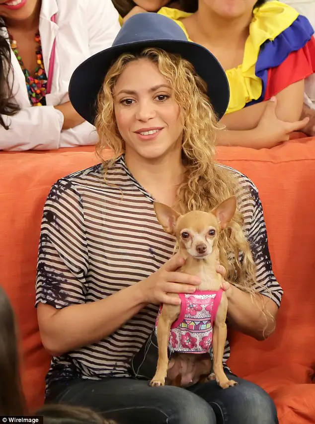Shakira sitting on the couch with her Chihuahua in her lap