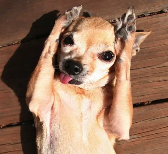 Chihuahua sticking its tongue out and its hands are on the side of its face