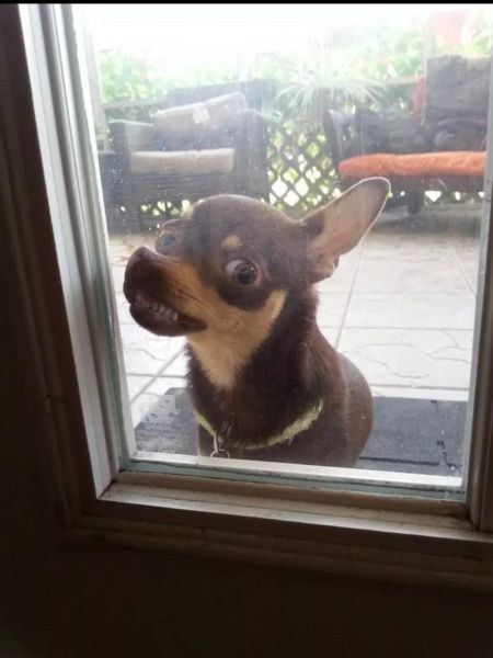 Chihuahua funny face at the door