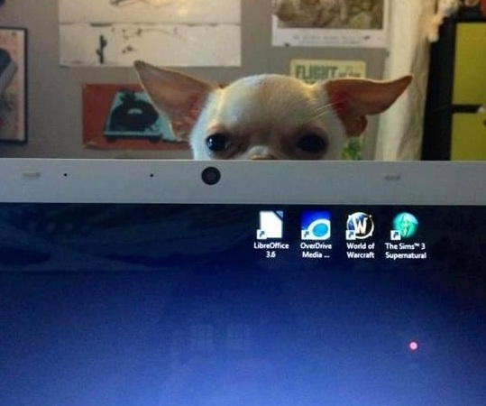 Chihuahua dog peeking behind the laptop screen