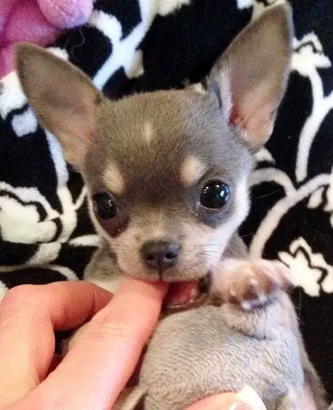 cute Chihuahua puppy in bed biting its owners hand