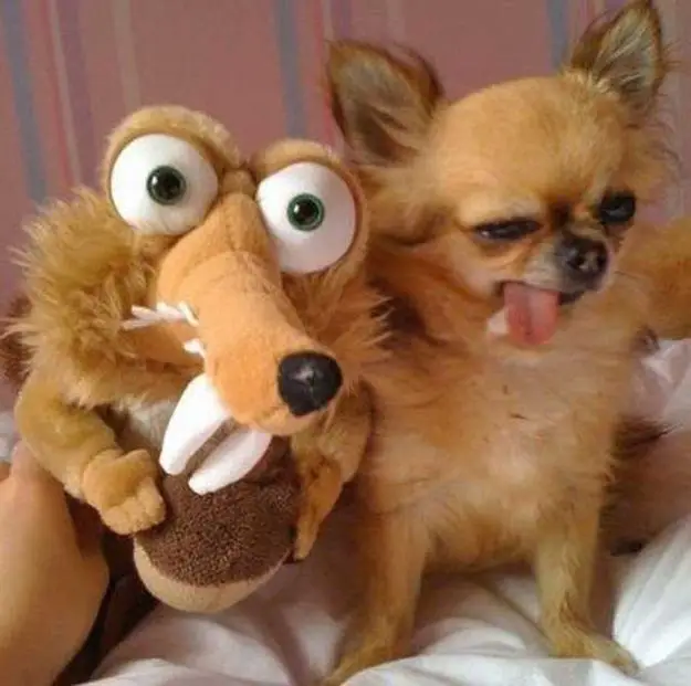 Chihuahua sticking its tongue out while sitting beside its stuffed toy 