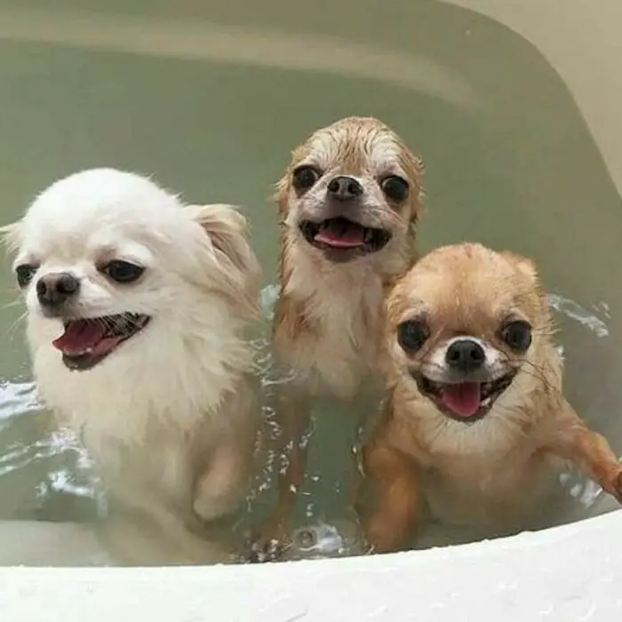 three Chihuahuas in the bath tub