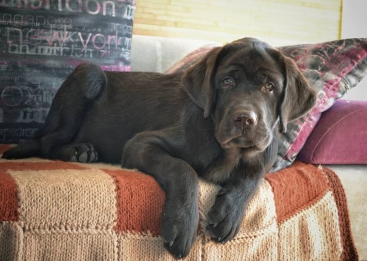 70 Chocolate Dog Names The Paws