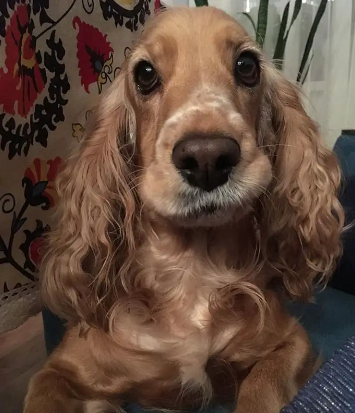 Cocker Spaniel with curly hair on its earls, looking and begging for food