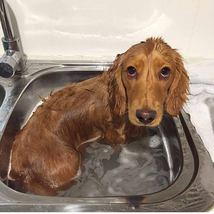 Cocker Spaniel puppy taking bath in the sink