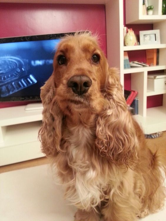 golden Cocker Spaniel sitting in the living chewing something on its mouth