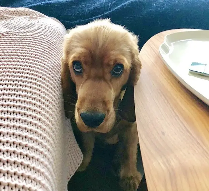 Cocker Spaniel puppy with begging eyes