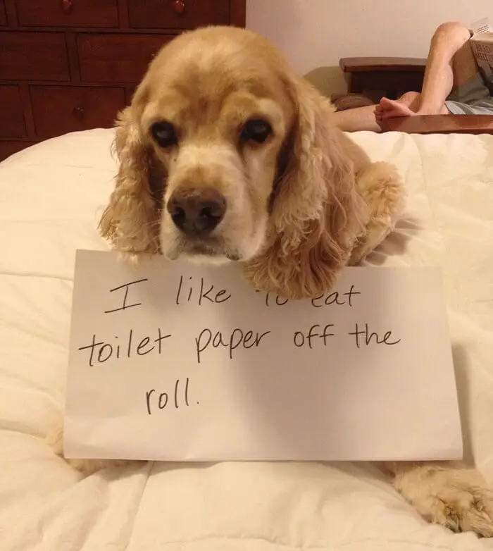 Cocker Spaniel puppy in the bed with guilty face and a note that says 