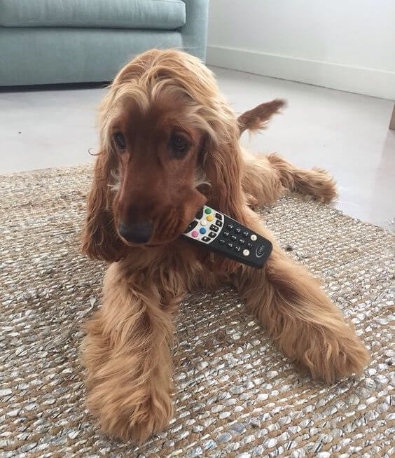 Cocker Spaniel lying on the floor with remote control on its mouth
