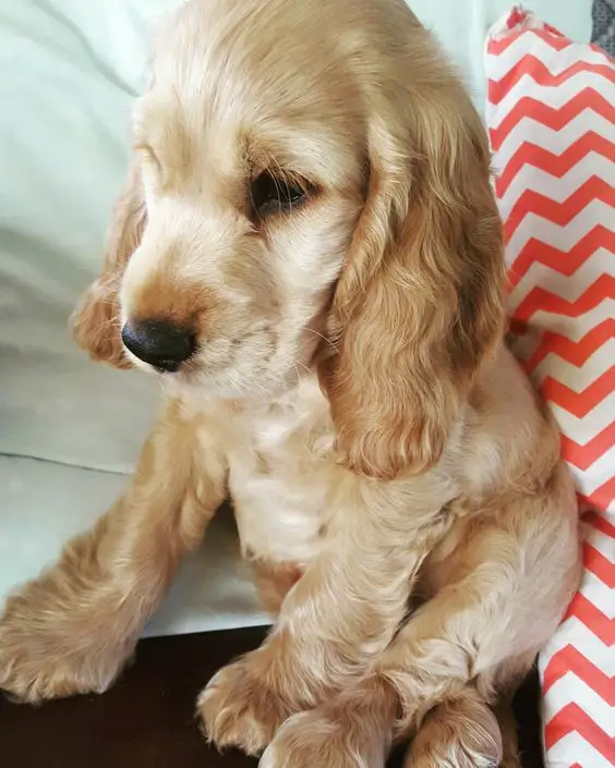 Cocker Spaniel puppy sitting on the bed with its sad face