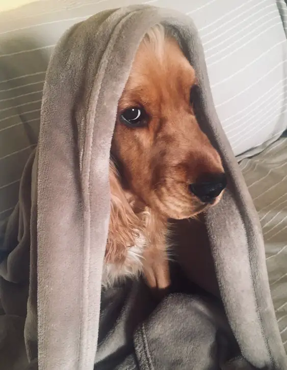 Cocker Spaniel covered with towel while sitting on the bed