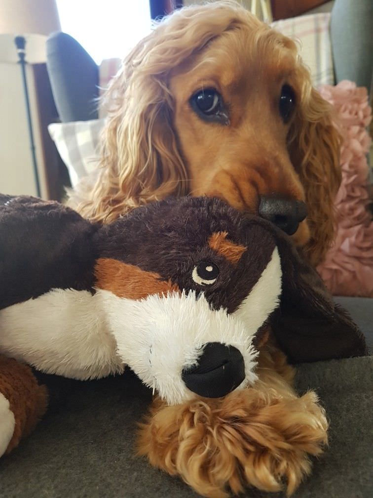 Cocker Spaniel dog with a stuffed toy