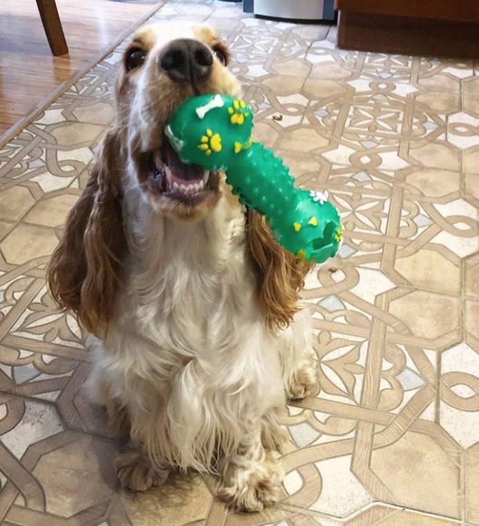 Cocker Spaniel catching a toy on its mouth