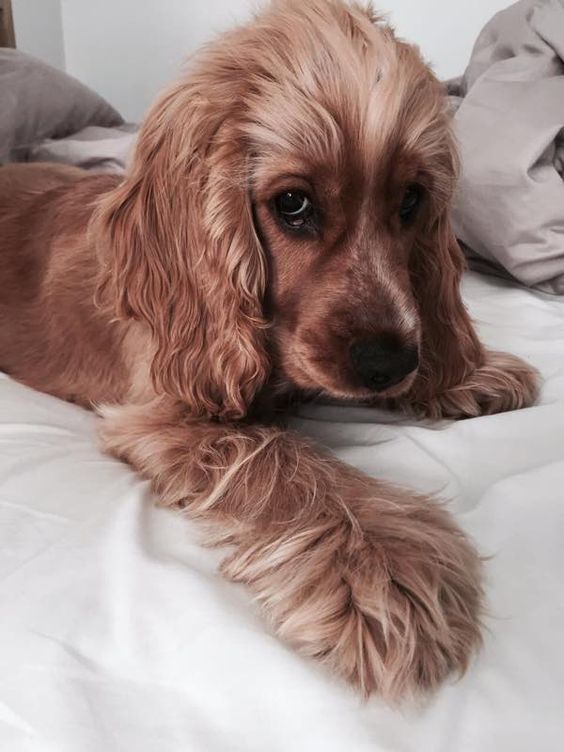 Cocker Spaniel lying on the bed with its sad face