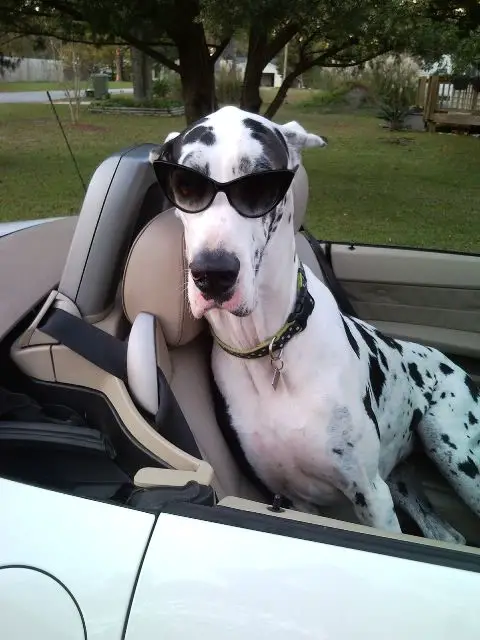 Great Dane wearing a fashionable sunglasses while sitting in the car
