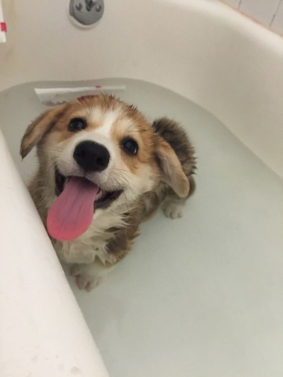 happy Corgi in the bath tub filled with water