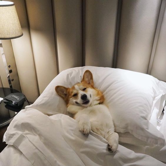 Corgi in the bed