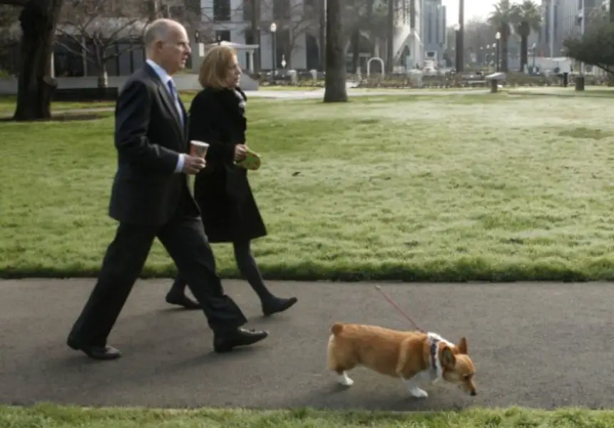 Jerry Brown walking his Corgi